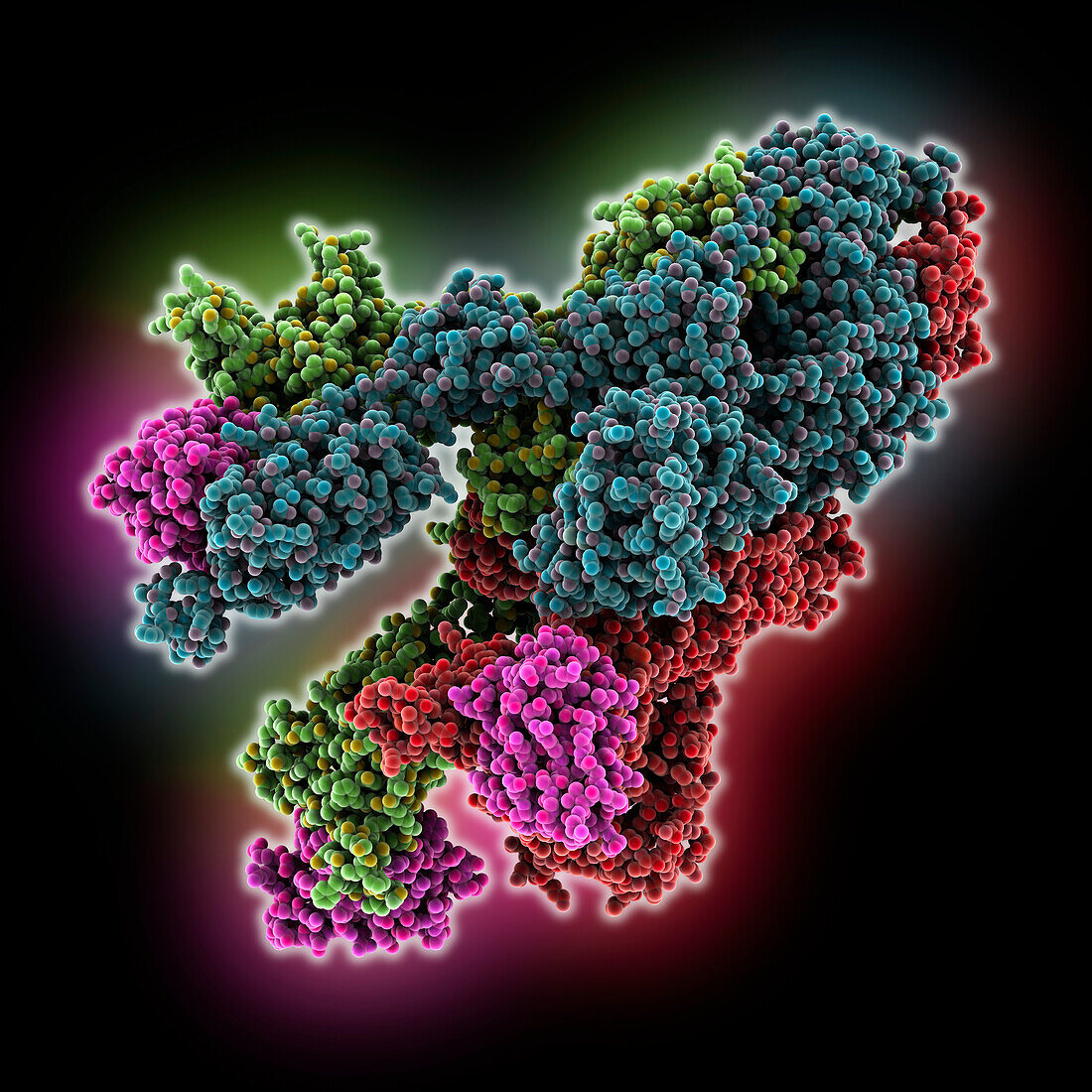 SARS-CoV-2 spike glycoprotein complex, molecular model