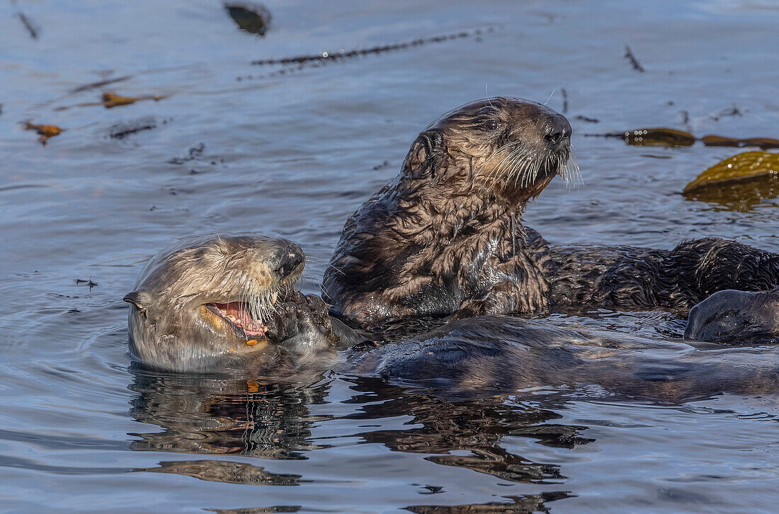 Sea otter mother and son feeding in kelp forest