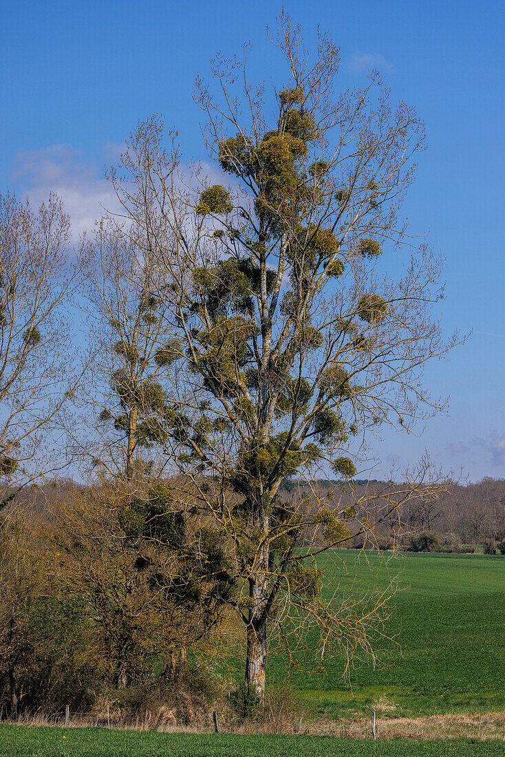 Heavy growth of mistletoe (Viscum album) on poplar tree