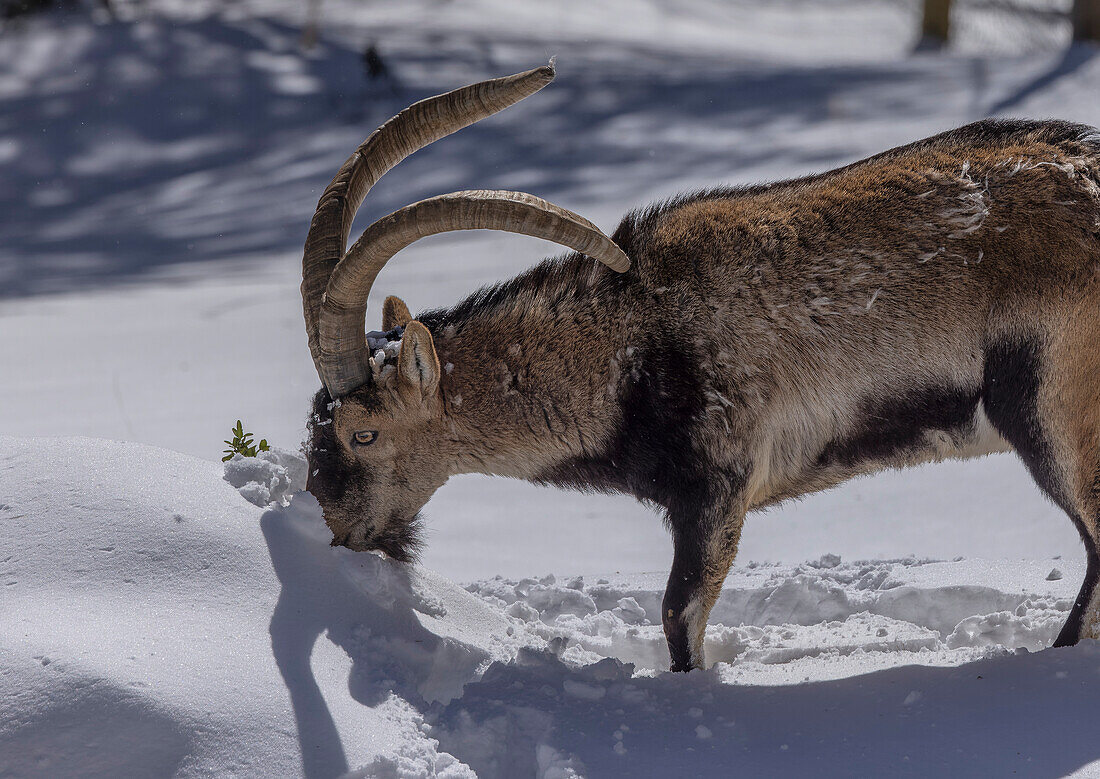 Male Iberian ibex (Capra pyrenaica) in winter snow