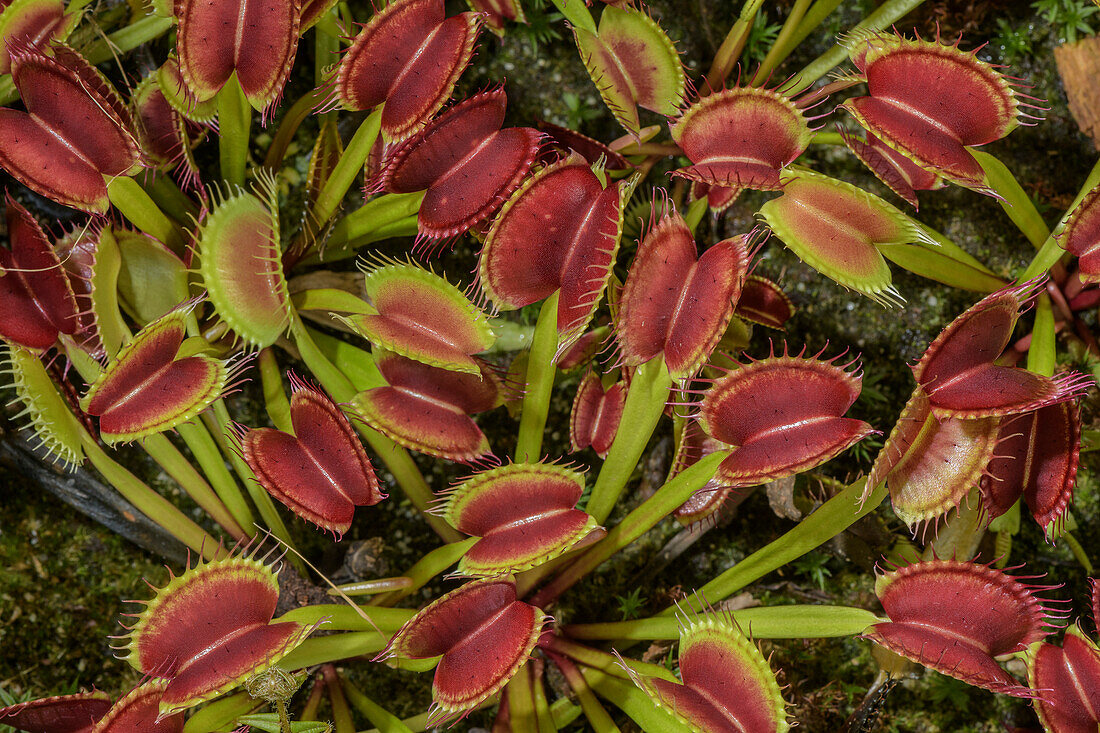 Leaves of venus flytrap (Dionaea muscipula)