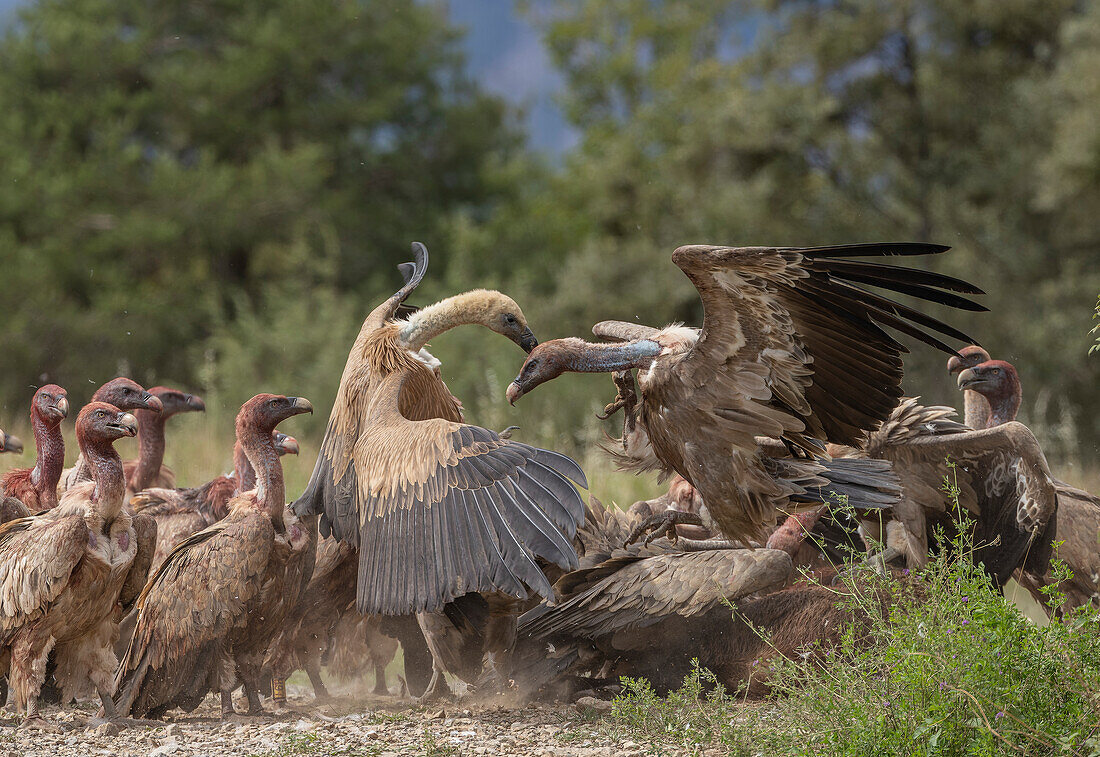 Large jostling group of griffon vultures at a carcass