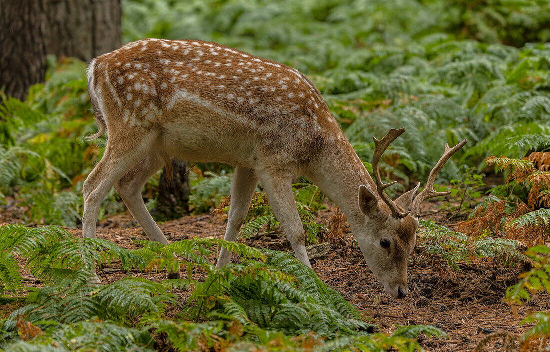 Buck fallow deer in woodland in early autumn.