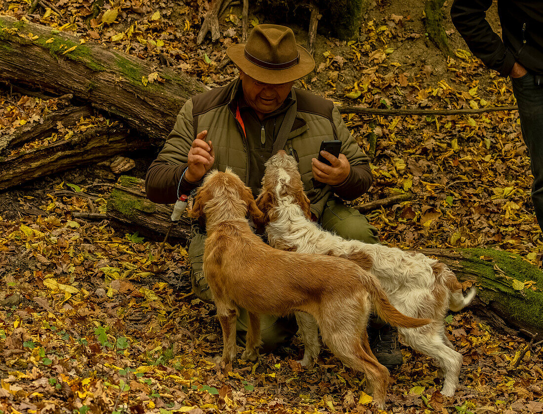 Romanian truffle-hunter and his dogs in old woodland