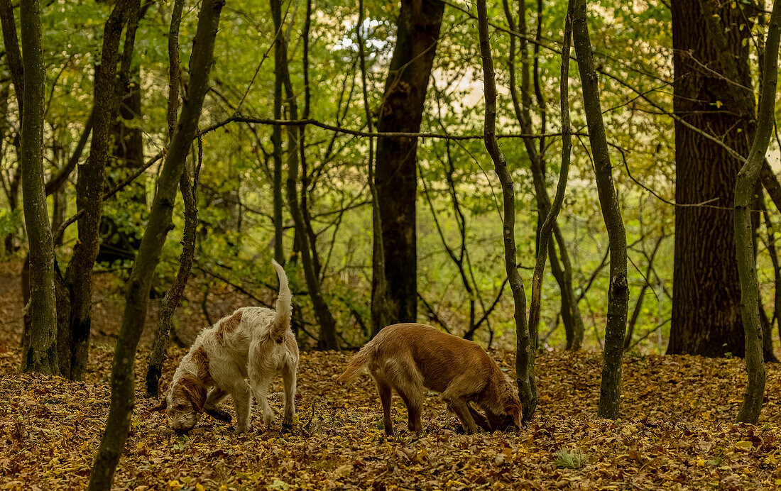 Romanian truffle-hunting dogs in old woodland in autumn