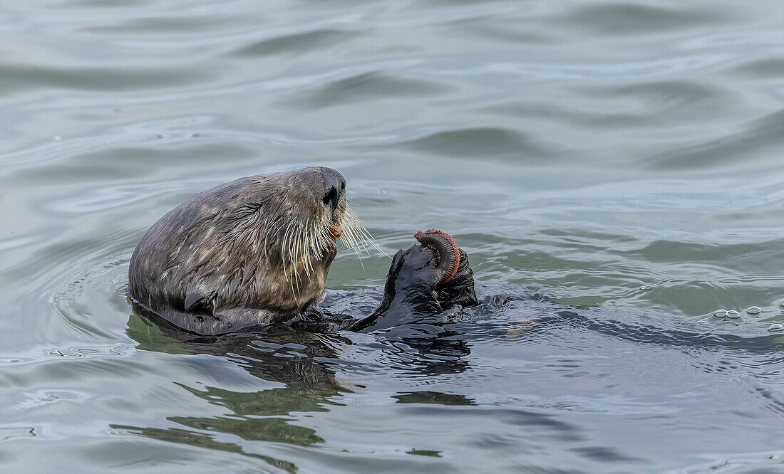 Sea otter eating clam caught in muddy estuarine water