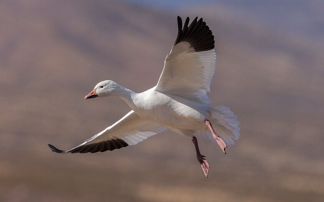 Snow geese in flight in winter