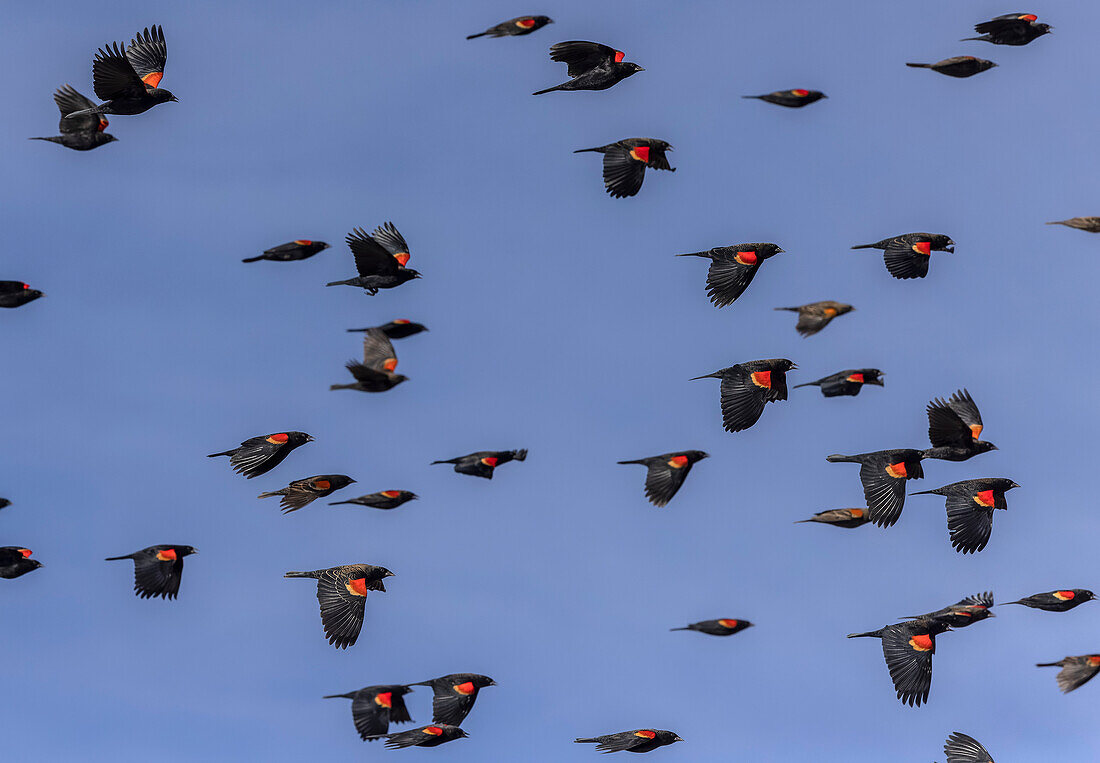 Flock of male red-winged blackbird in flight