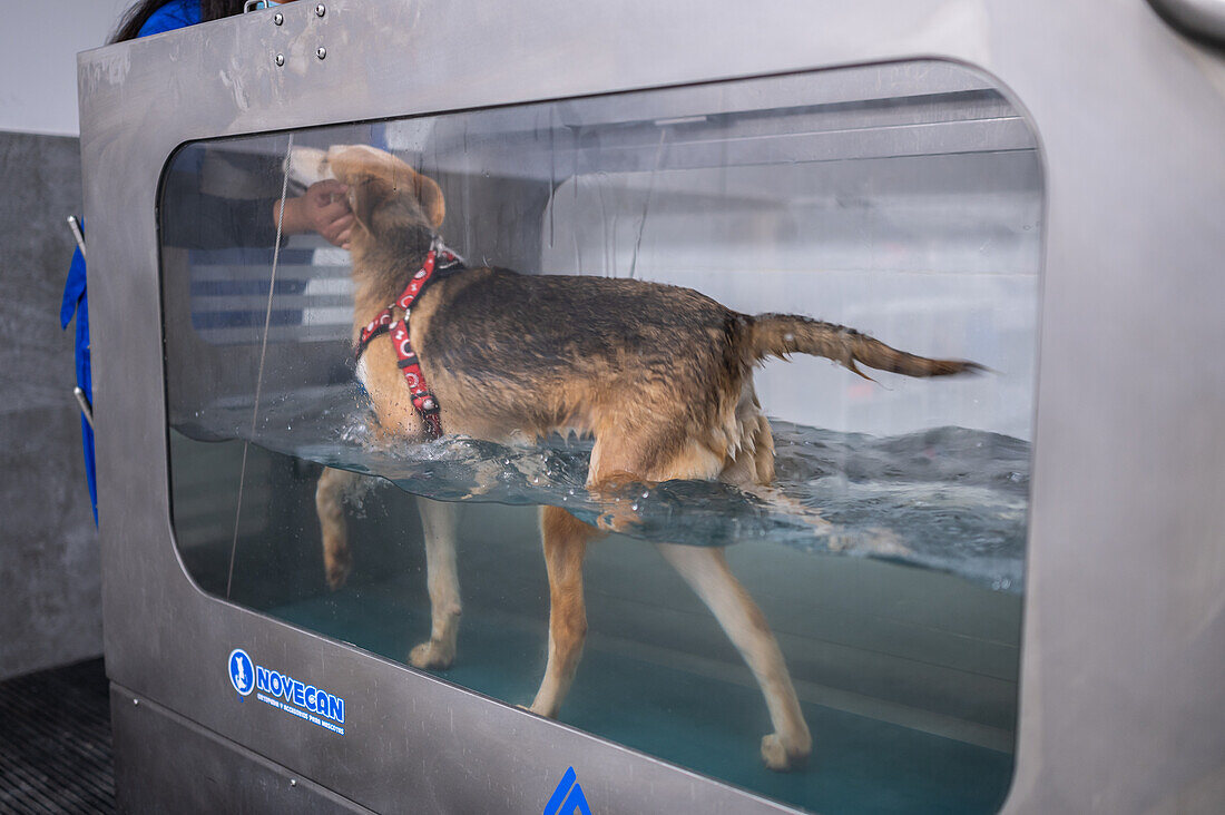 Injured rescued dog receiving hydrotherapy