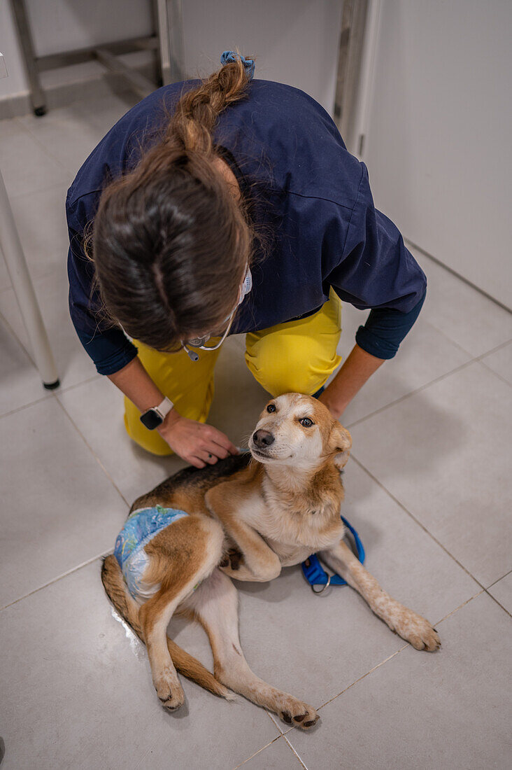 Young rescued dog being checked by a vet
