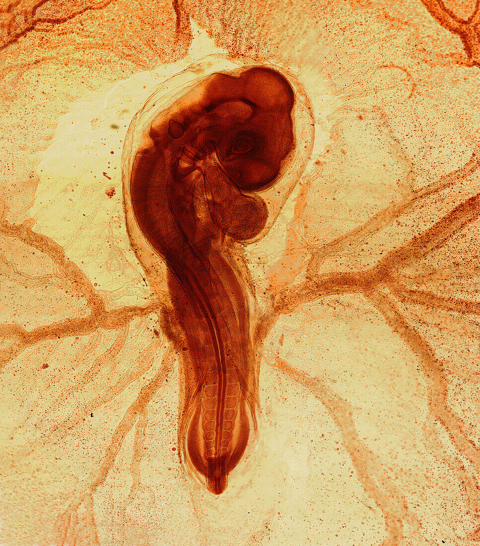 Chicken embryo, light micrograph