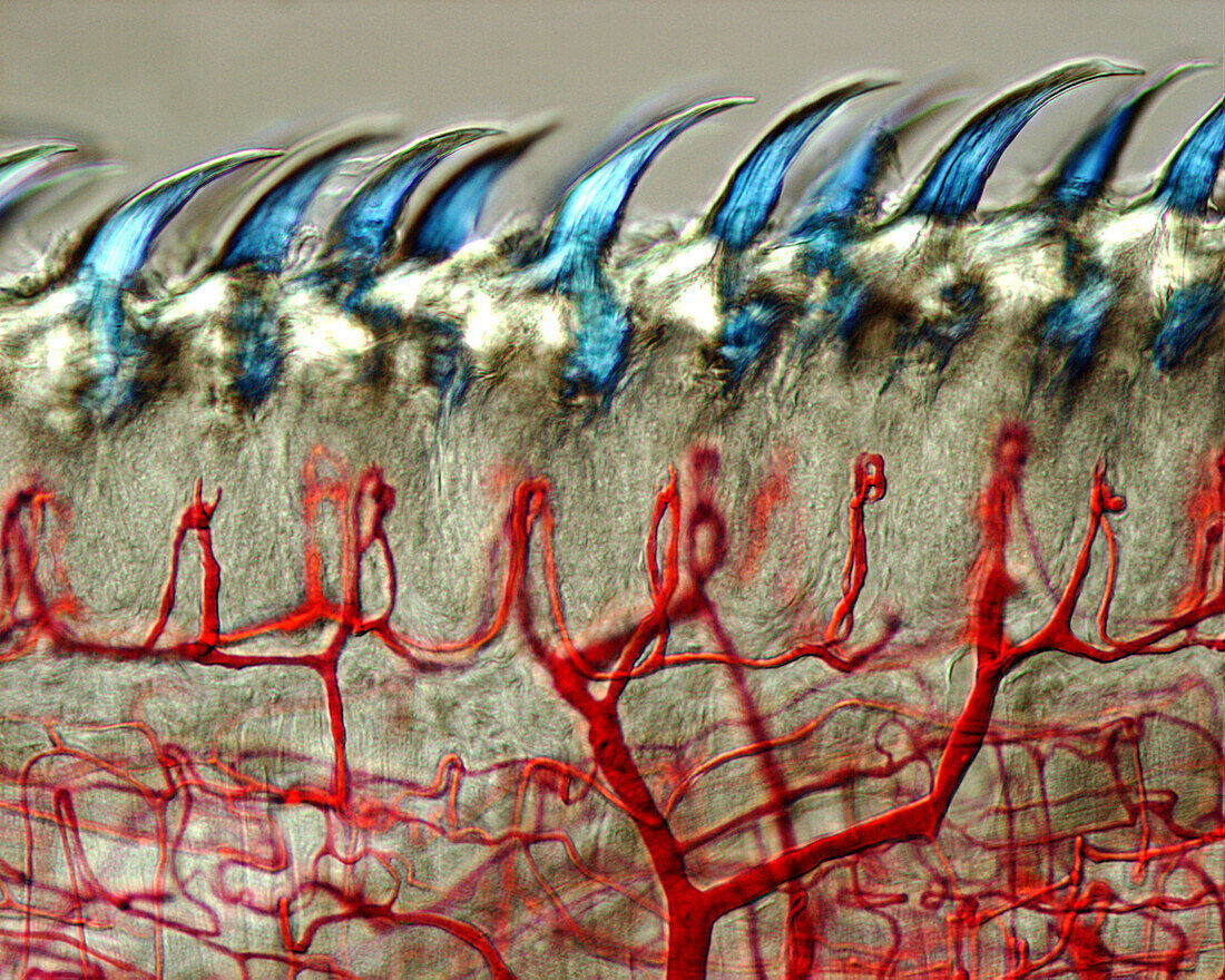 Mouse tongue, polarised light micrograph