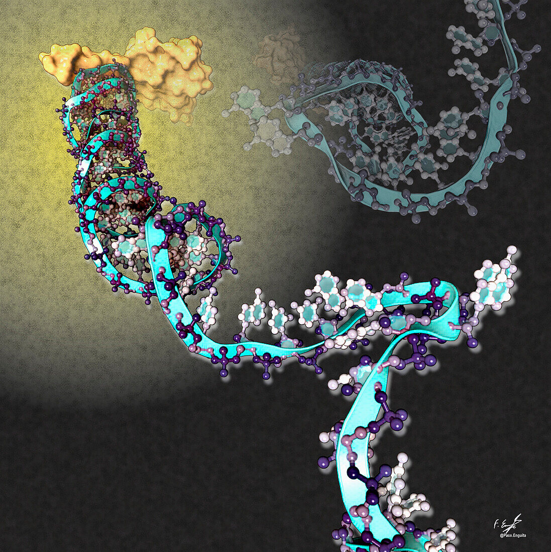 Nascent protein folding complex, illustration