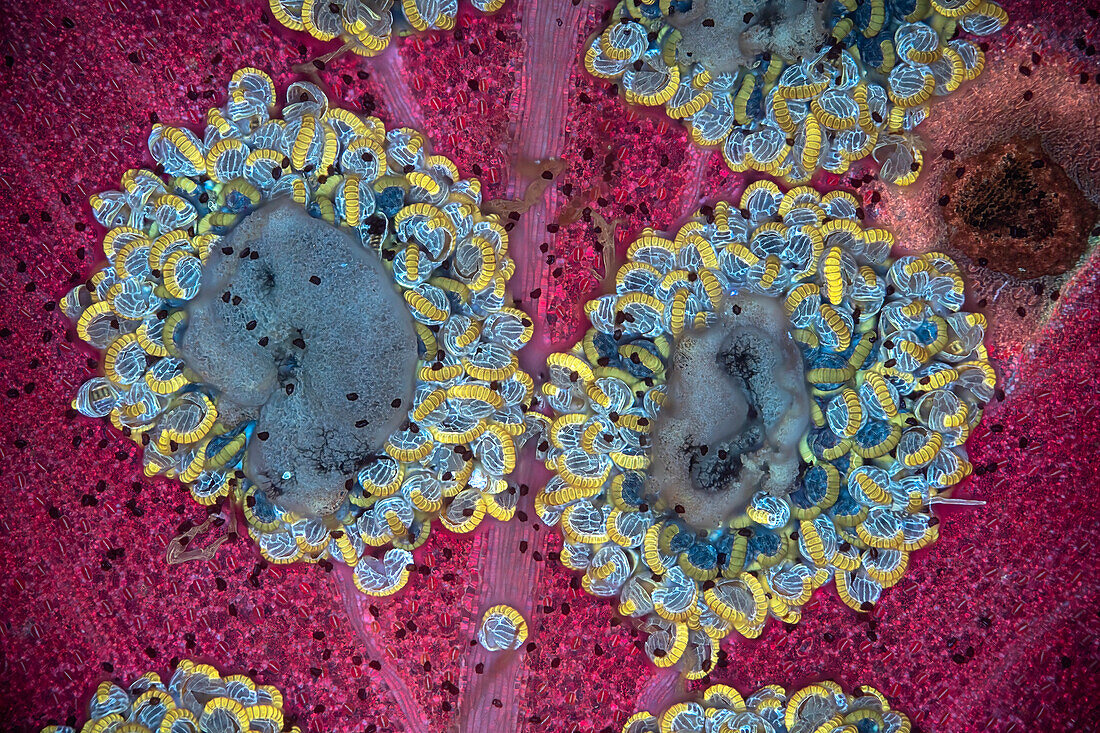 Fern sorus and spore cases, fluorescence light micrograph