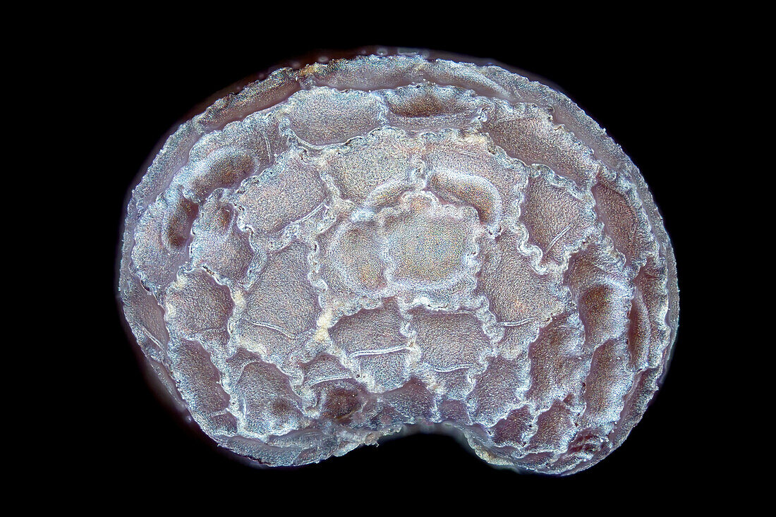 Poppy seeds, light micrograph