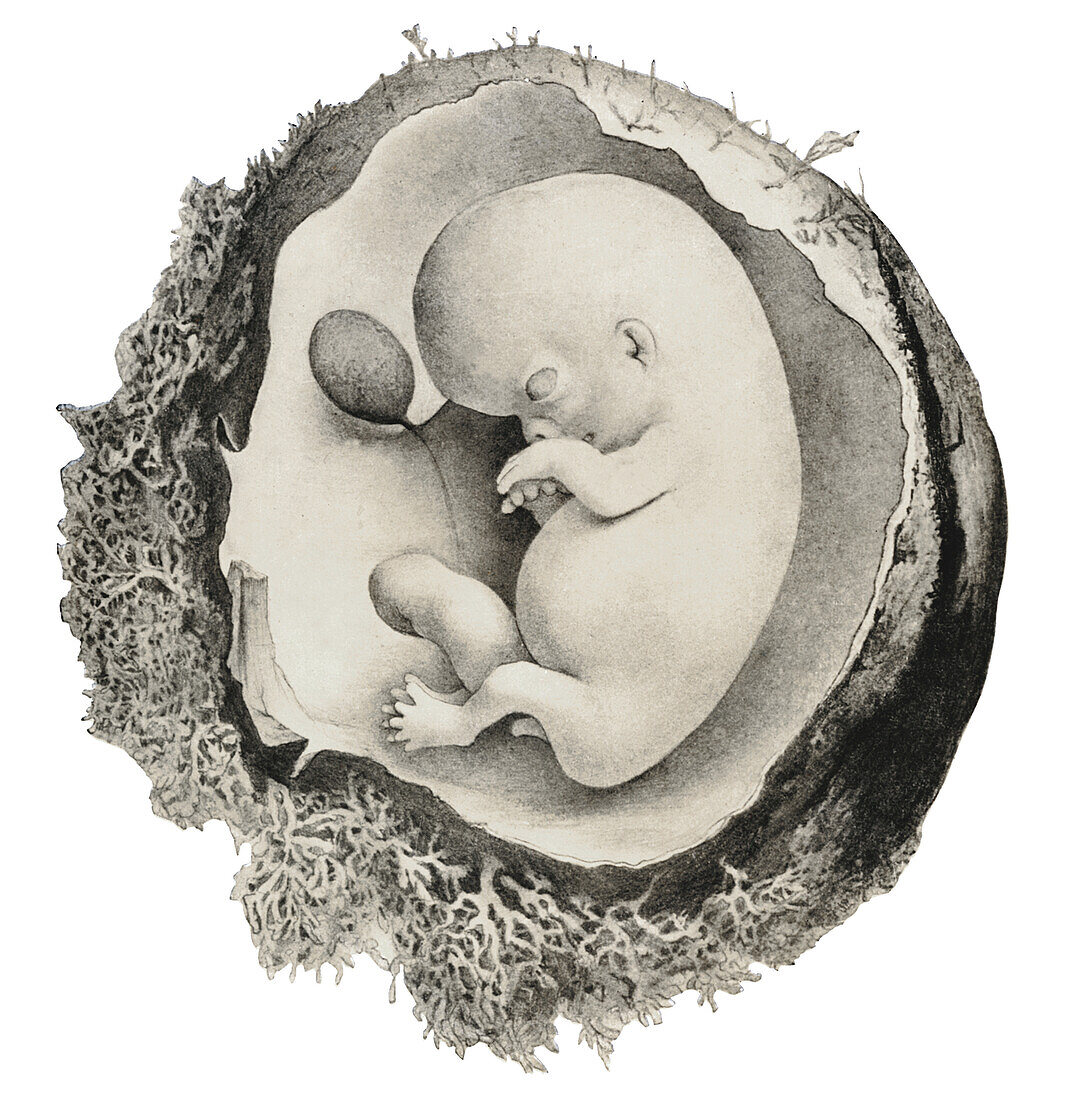 Human embryo at 8 weeks, illustration