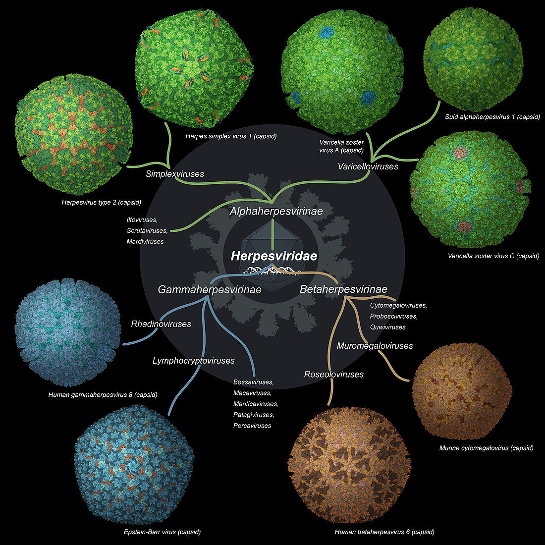 Herpesviridae viruses, illustration