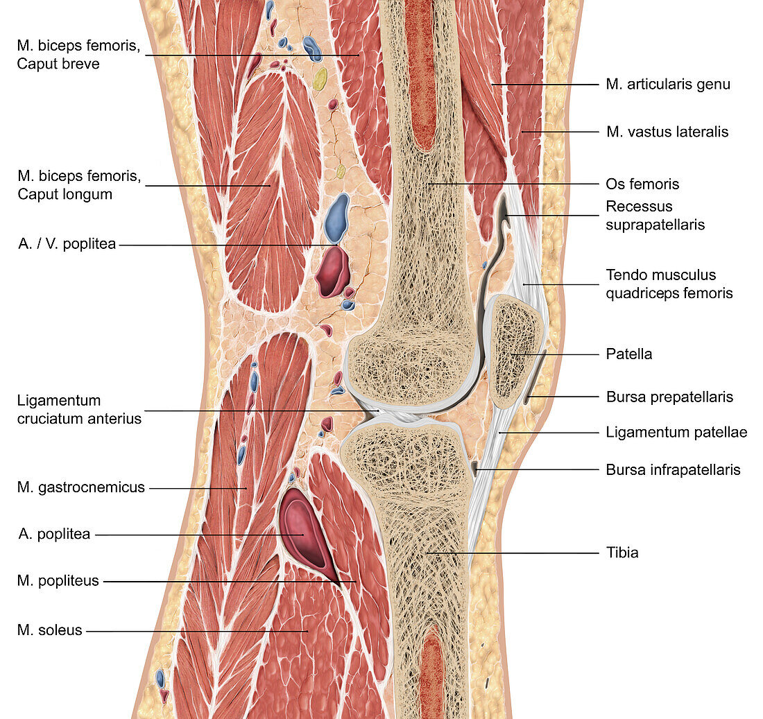 Human knee anatomy, illustration