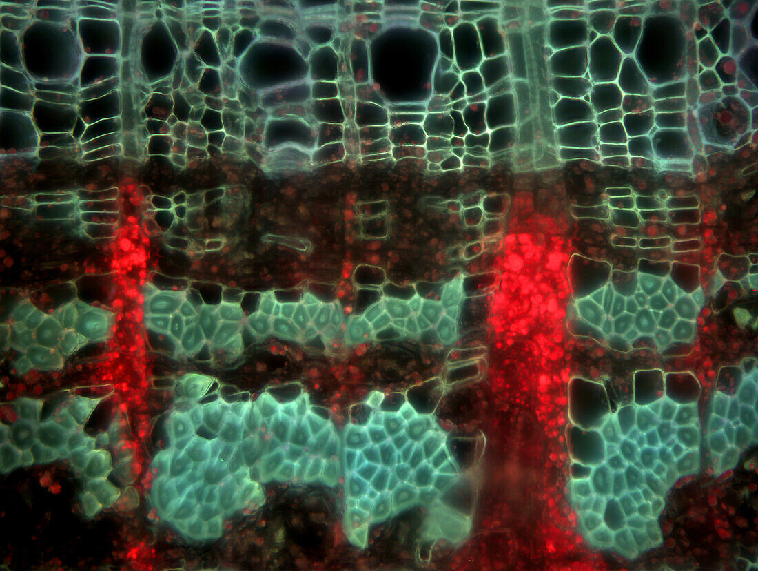 Lime tree (Tilia sp.) tissue, light micrograph