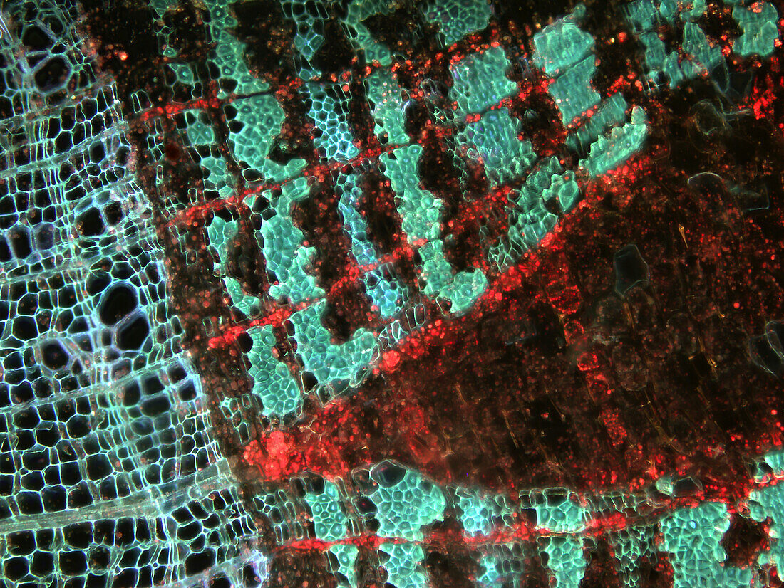 Lime tree (Tilia sp.) tissue, light micrograph