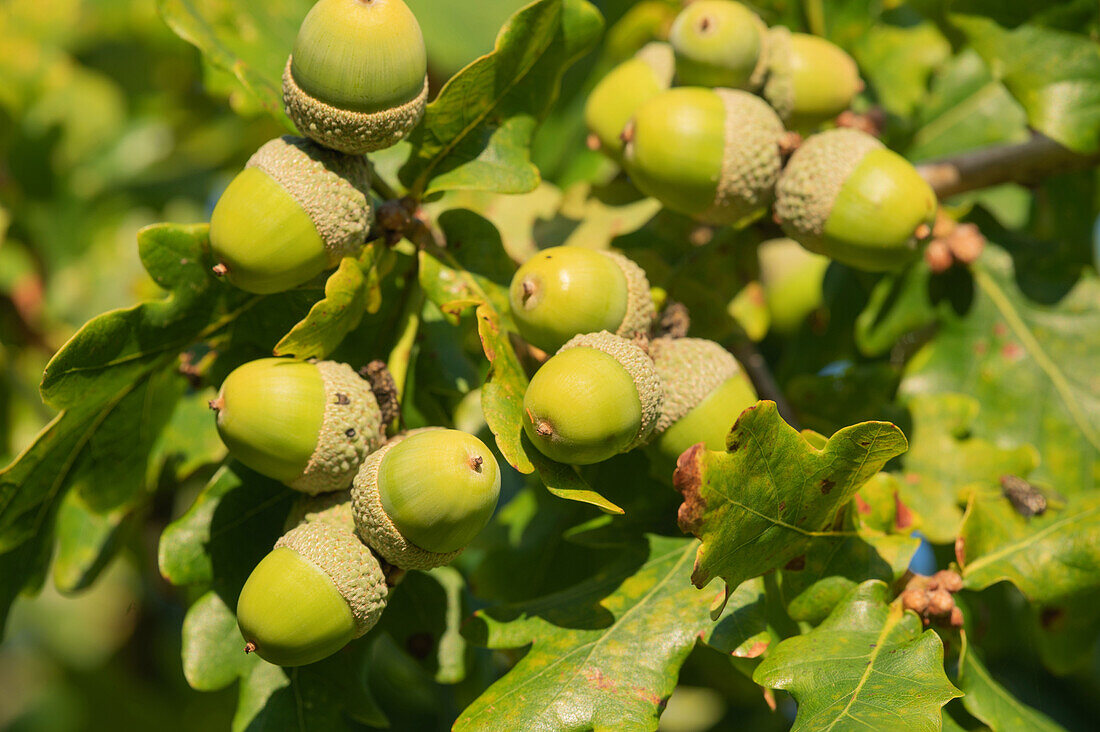 Acorns on pedunculate oak tree (Quercus robur)