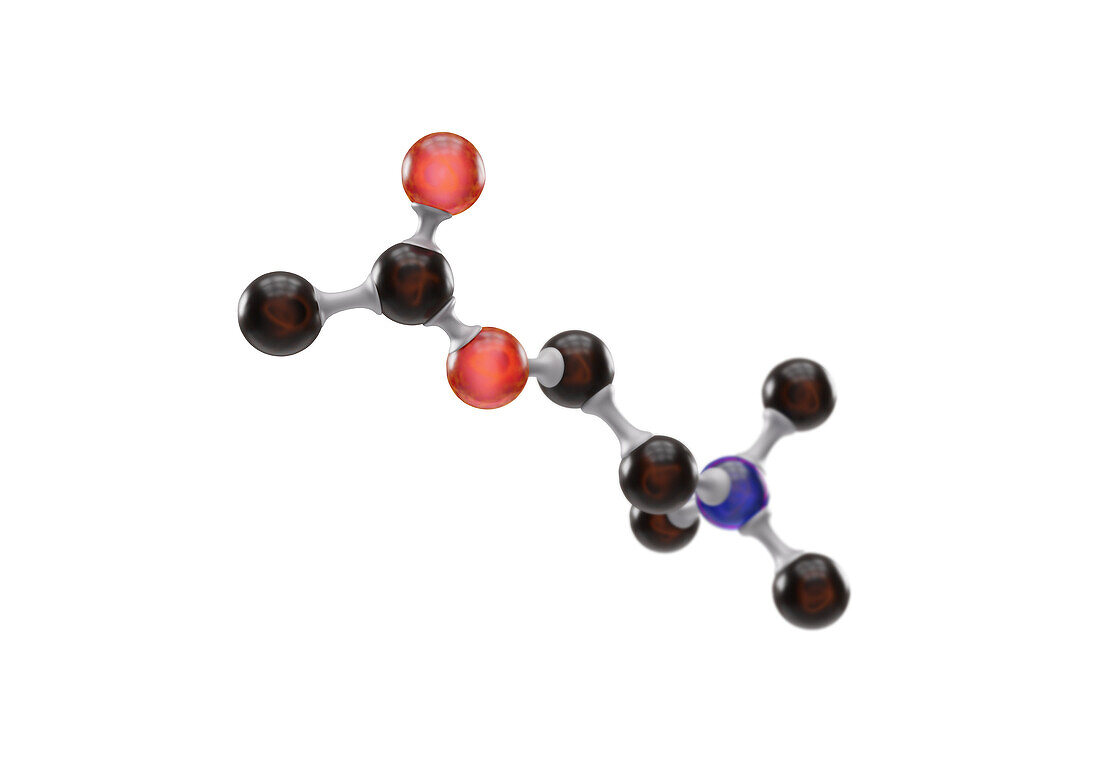 Acetylcholine neurotransmitter molecule, illustration