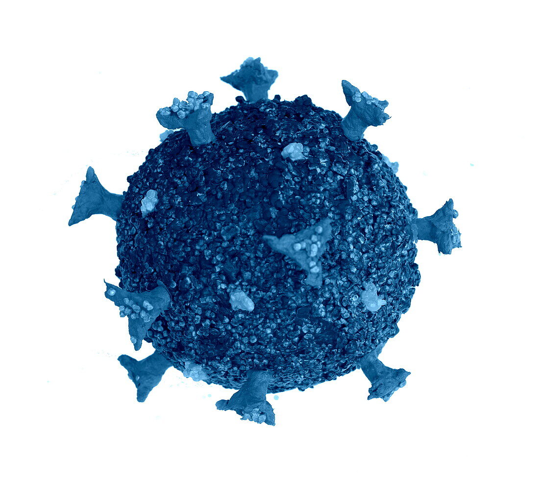 SARS-CoV-2 coronavirus, illustration