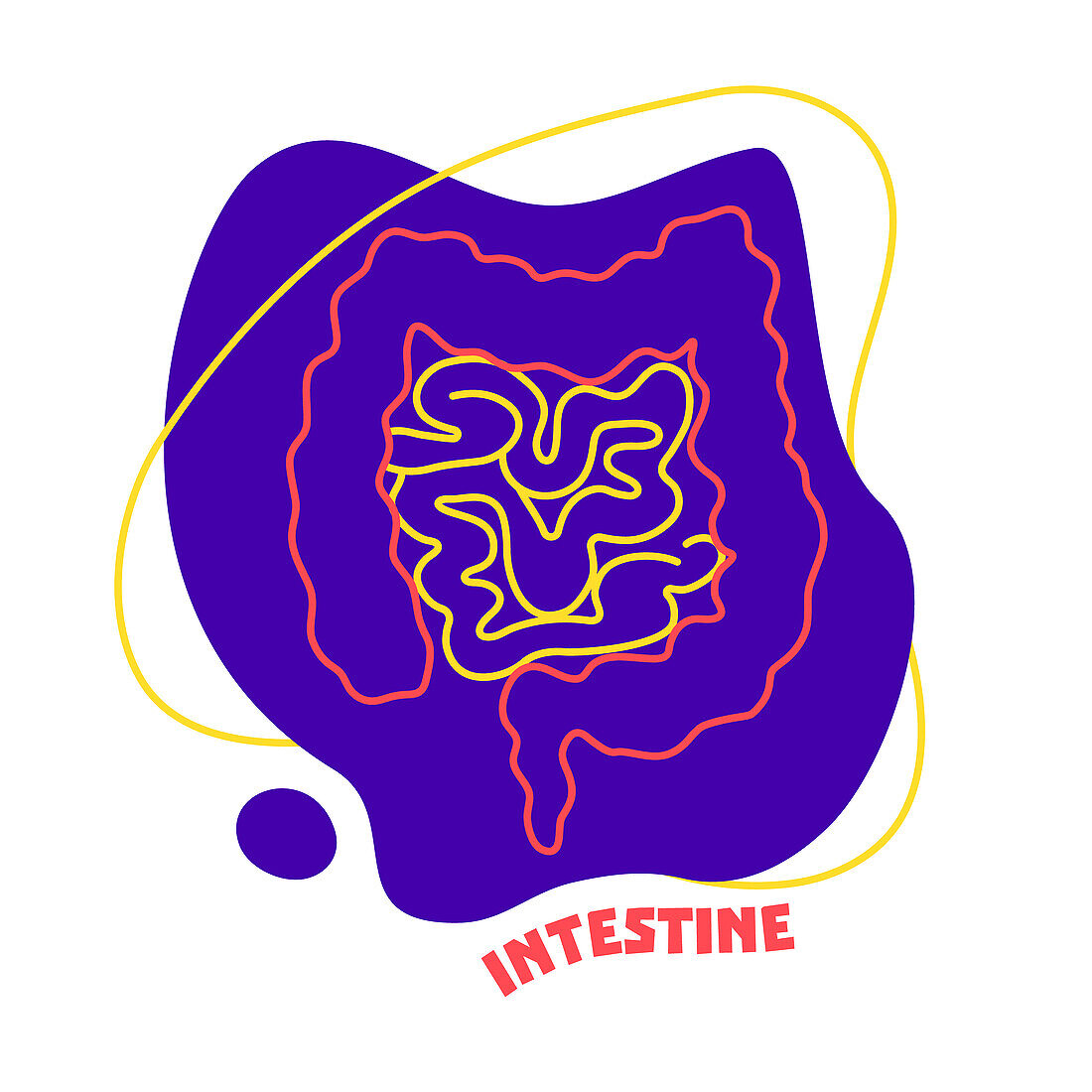 Human intestine, conceptual illustration