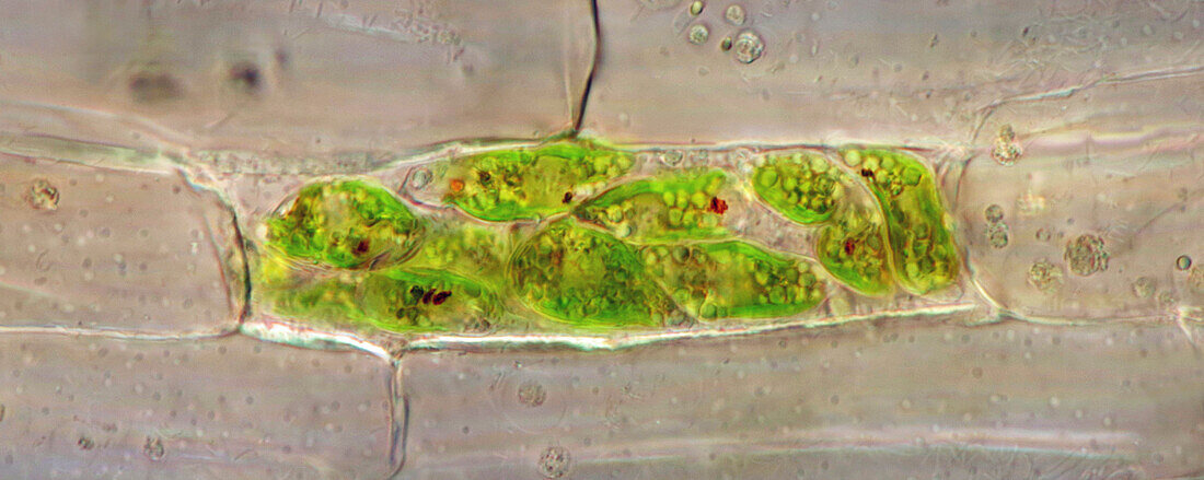 Euglenoids in duckweed (Lemna sp.) root, light micrograph