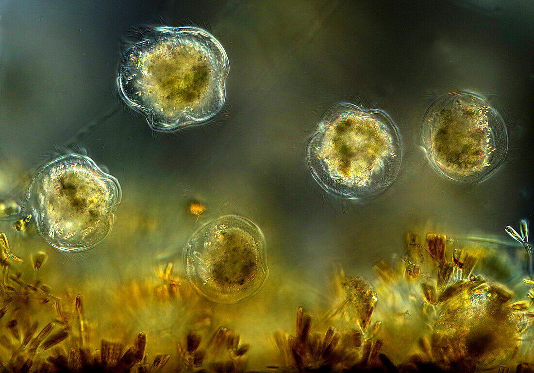 Protozoa and diatoms, light micrograph