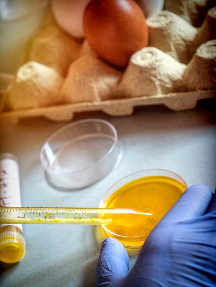 Testing eggs for fipronil insecticide, conceptual image