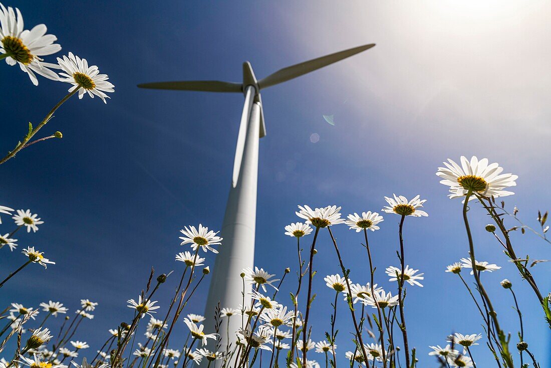 Wind turbine and daisies