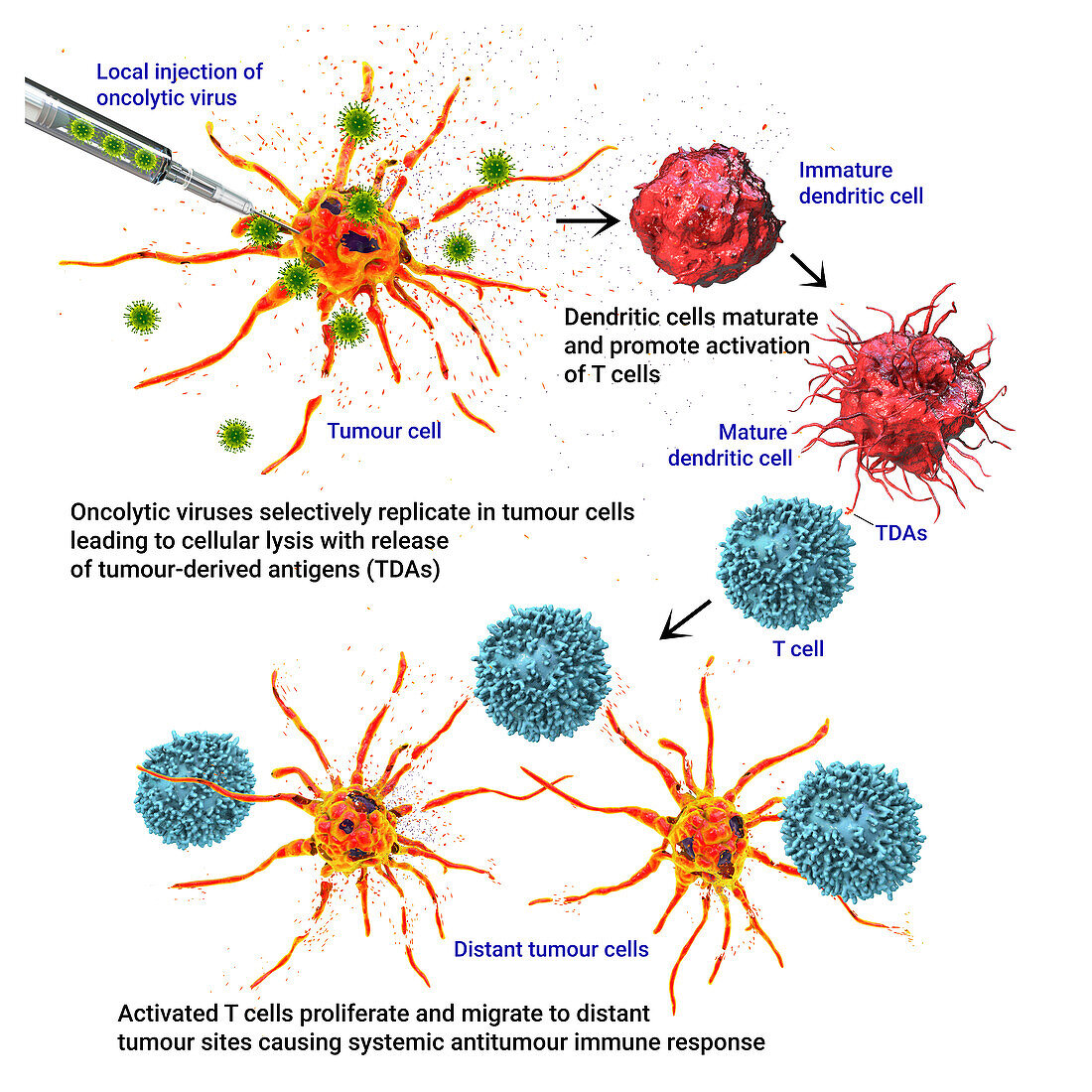 Oncolytic viral therapy, illustration