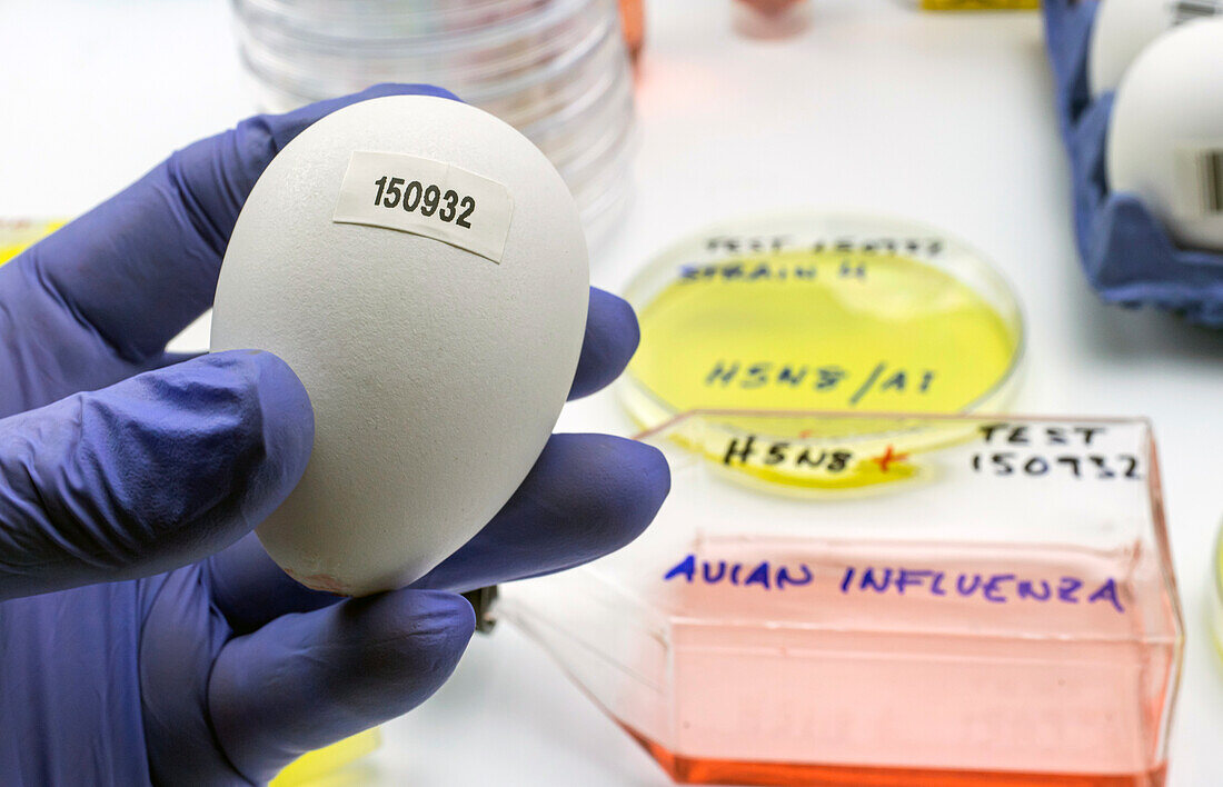Scientist holding an egg infected with avian influenza