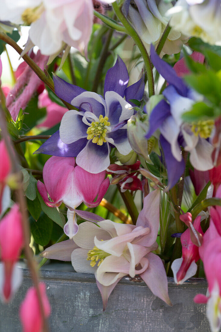 Blumen im Garten, Tränendes Herz (Dicentra Spectabilis) und Akelei (Aquilegia)