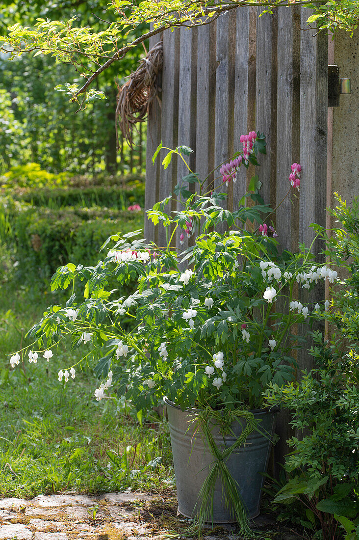 Weeping heart (Dicentra spectabilis), plant with flowers in old tin bucket