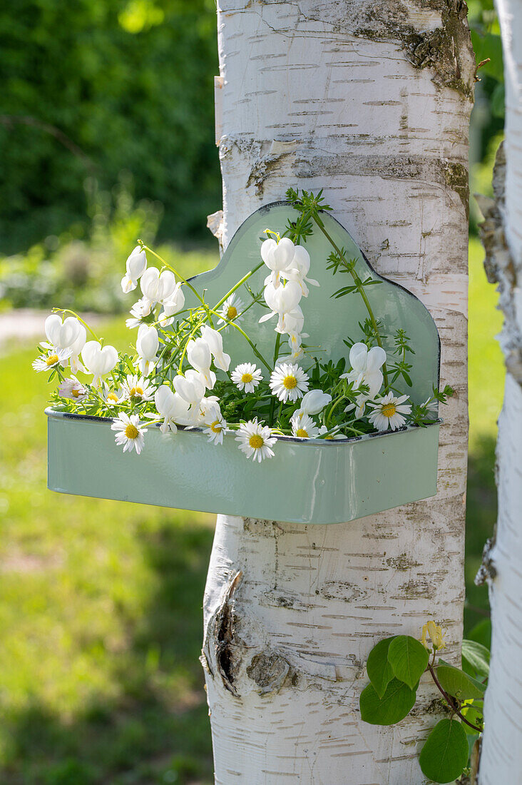 Daisies (Bellis perennis) and Weeping Heart (Dicentra Spectabilis) in a flower box hanging from a tree trunk