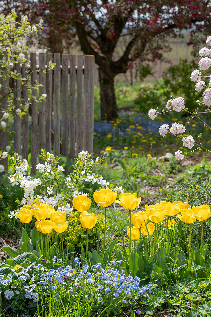 Flowerbed in the garden with forget-me-nots (Myosotis), tulips (Tulipa) 'Strong Gold' and horned violets (Viola cornuta)