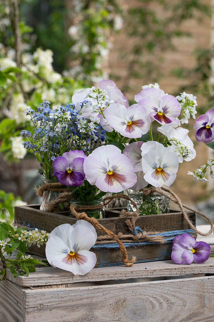 Kleine Blumensträuße aus Garten-Stiefmütterchen (Viola wittrockiana), Vergissmeinnicht (Myosotis) und Traubenhyazinthen in Holzkiste