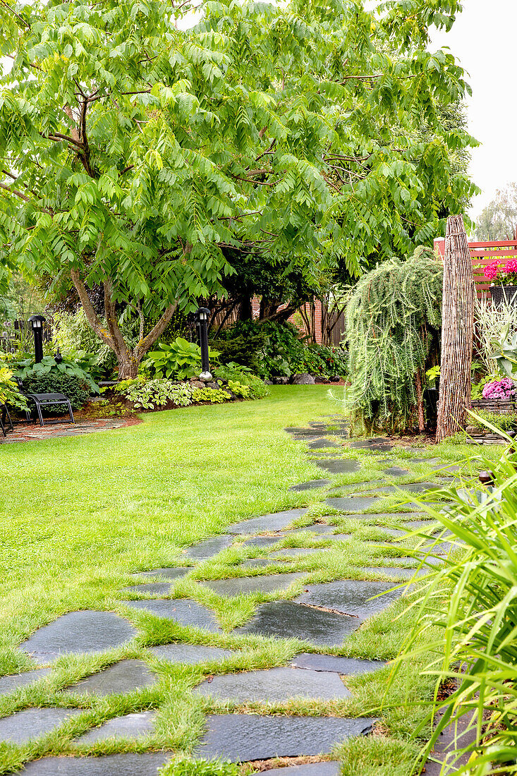 Gartenweg aus Schieferplatten, im Hintergrund mandschurischer Walnussbaum