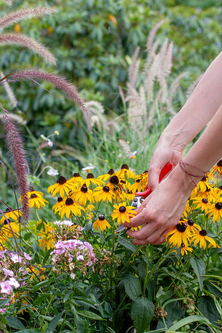 Frau schneidet Rudbeckia im Garten