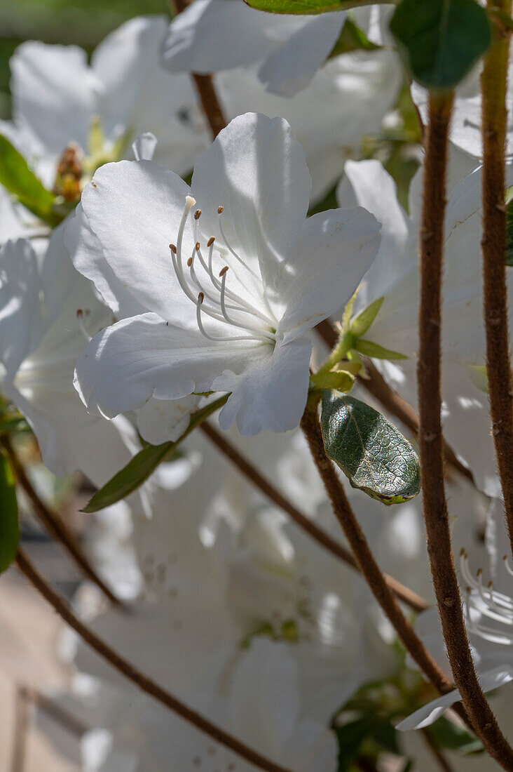 Weiße Rhododendronblüte, Diamant Weiß (Rhododendron obtusum)