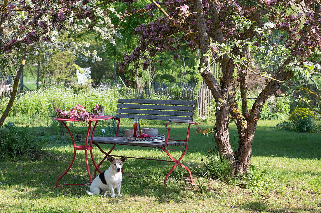 Garden bench with dog in front of flowering ornamental apple tree (Malus) 'Paul Hauber' in the garden