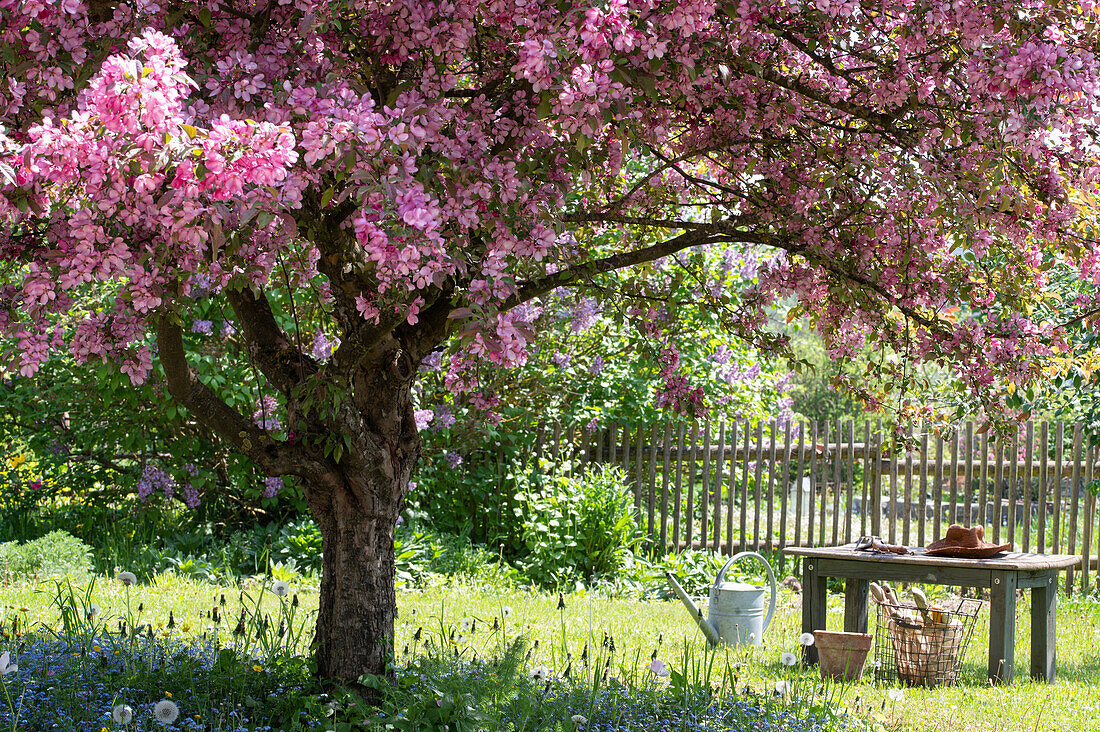 Flowering ornamental apple tree (Malus) 'Paul Hauber' and flowerbeds in the garden with garden table