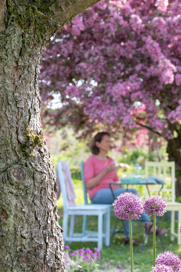 Kugellauch (Allium) und Zierapfel 'Paul Hauber' mit Frau auf Gartenstuhl
