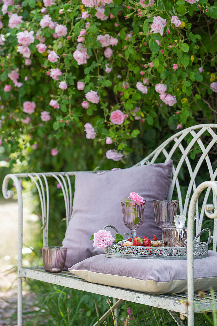 Garden bench with glasses on tray in front of flowering climbing rose (Rosa)