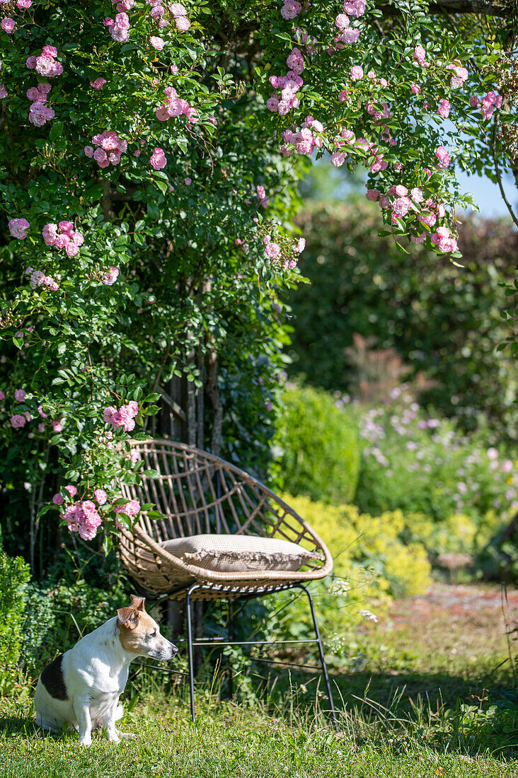 Gartenstuhl vor Kletterrose 'Rambler-Rose' im Garten mit Hund