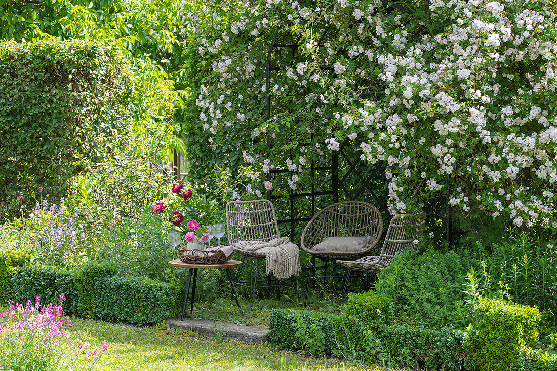 Blumenbeet mit Rambler-Kletterrosen (Rosa) und Buchs-Einfassung und Gartenlaube