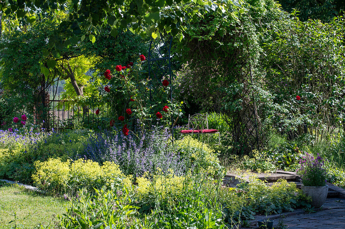 Flowerbeds in the garden with lady's mantle (Alchemilla), climbing rose 'Santana' (Rosa) and catmints (Nepeta)