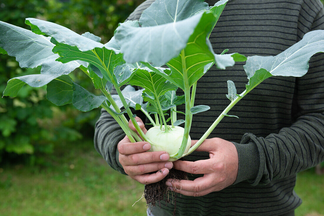 A man holding freshly harvested kohlrabi (Brassica oleracea var. gongylodes L.)